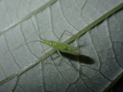 Aetorhinella parviceps