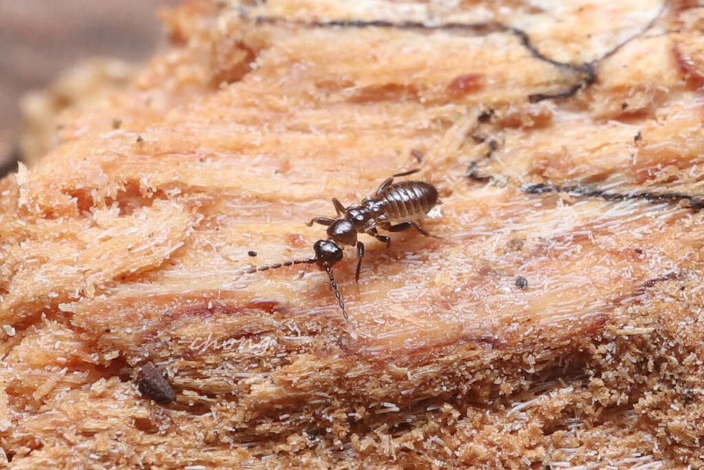 Spiralizoridae