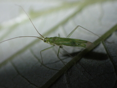 Aetorhinella parviceps