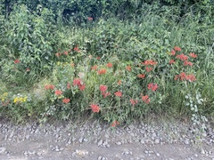 Alstroemeria ligtu ligtu