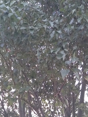 Brachychiton populneus