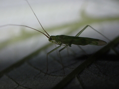 Aetorhinella parviceps