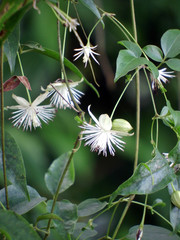 Clematis meyeniana