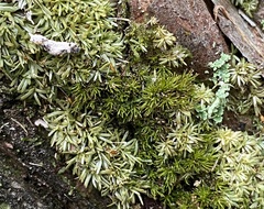 Calymperes palisotii