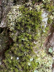 Calymperes palisotii