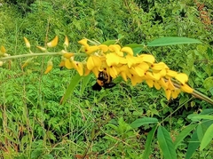 Xylocopa aestuans