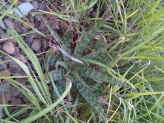 Aloe greatheadii davyana