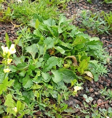 Leucanthemum vulgare