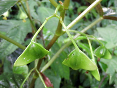 Begonia chuyunshanensis