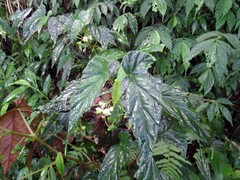 Begonia chuyunshanensis