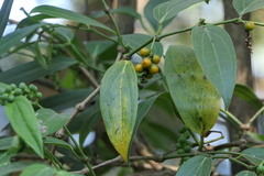 Piper dravidii