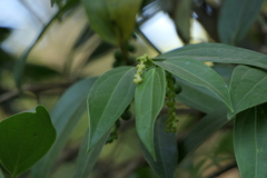 Piper dravidii