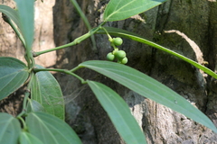 Piper dravidii