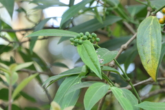 Piper dravidii