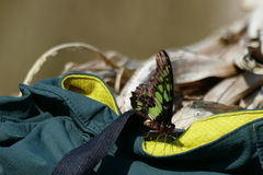 Graphium tynderaeus