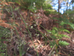 Poa clelandii