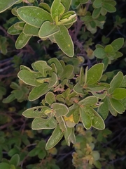 Diospyros lycioides