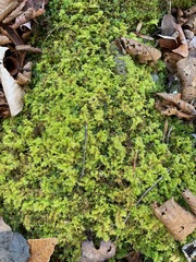 Thuidium