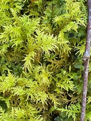Thuidium