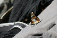 Pseudacraea lucretia