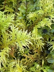 Thuidium