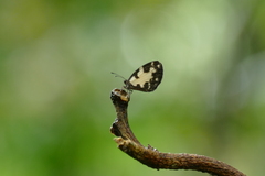 Falcuna margarita