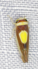 Colladonus clitellarius