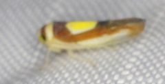 Colladonus clitellarius