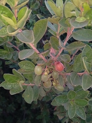 Diospyros lycioides