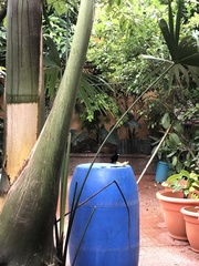 Ramphocelus passerinii