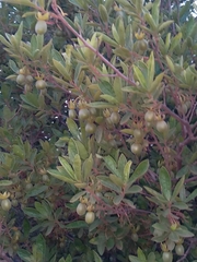 Diospyros lycioides