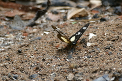 Pseudacraea lucretia