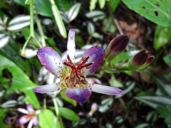 Tricyrtis lasiocarpa