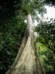 Koompassia excelsa