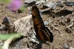 Graphium latreillianus