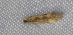 Agraylea