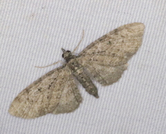 Eupithecia