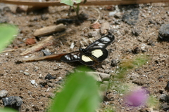 Acraea parrhasia