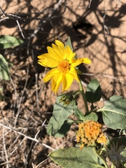 Verbesina encelioides