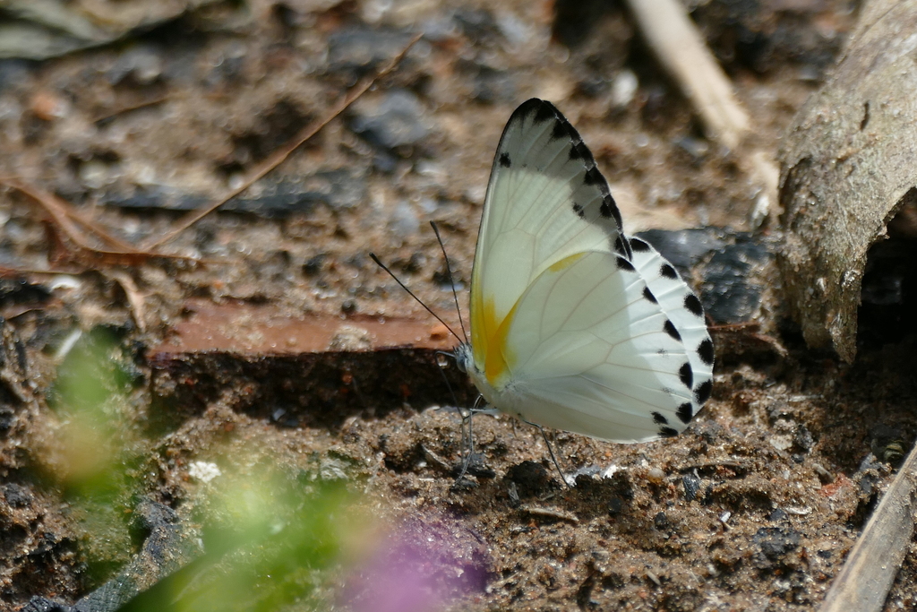 Central Caper White