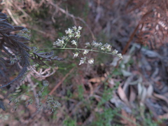 Poa clelandii