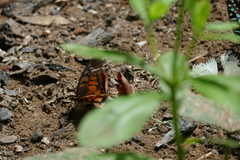 Graphium ridleyanus