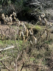 Mallotus apelta