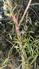 Salix caroliniana