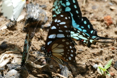 Graphium leonidas