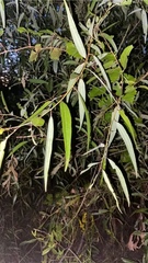Salix caroliniana