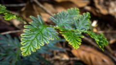 Selaginella willdenowii