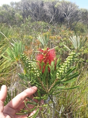 Melaleuca pachyphylla