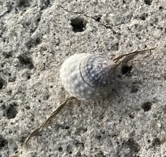 Cenchritis muricatus