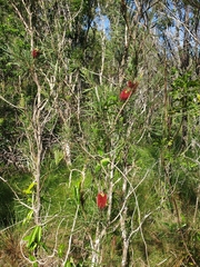 Melaleuca pachyphylla
